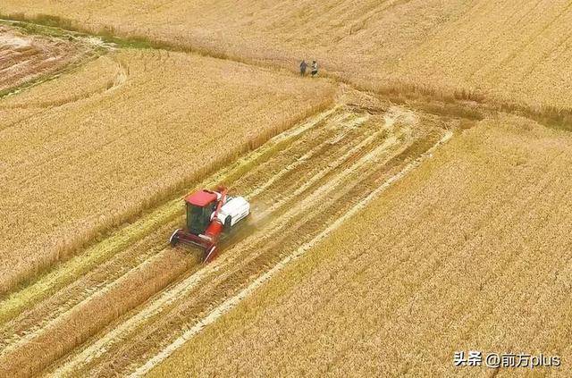 芒种至，祛暑湿！西安人的时令饮食图鉴