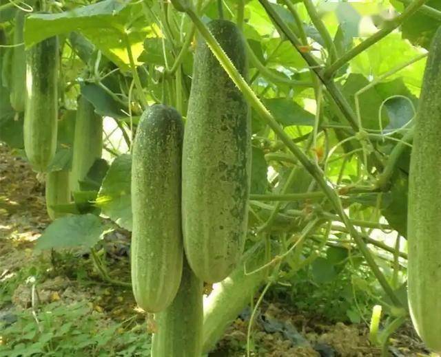 马上停止吃这种瓜，有毒、伤肝肾！医生叹息：年年夏天有人吃出事