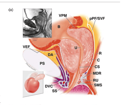 别让“男”言之隐困扰老爸！认识前列腺增生，守护父亲健康！