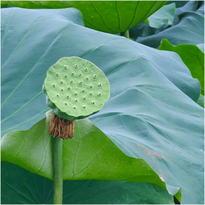 【健康科普】夏至养生，这几件事要做好！