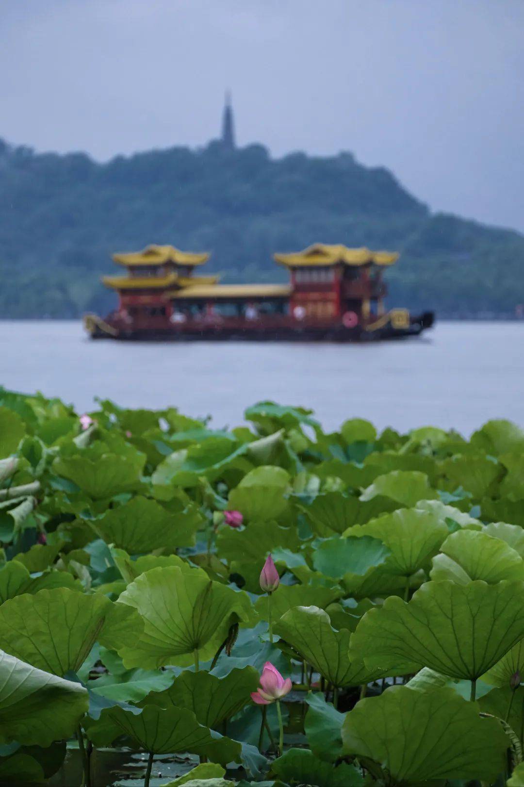 暴涨40%！杭州大反转！更猛的在后头