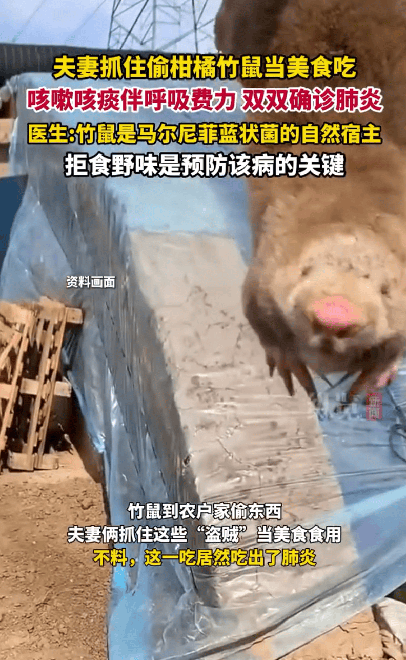 夫妻抓住偷柑橘的竹鼠烤来吃，双双确诊肺炎