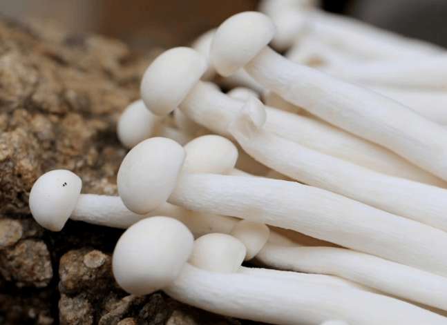 养生：吃白玉菇的好处