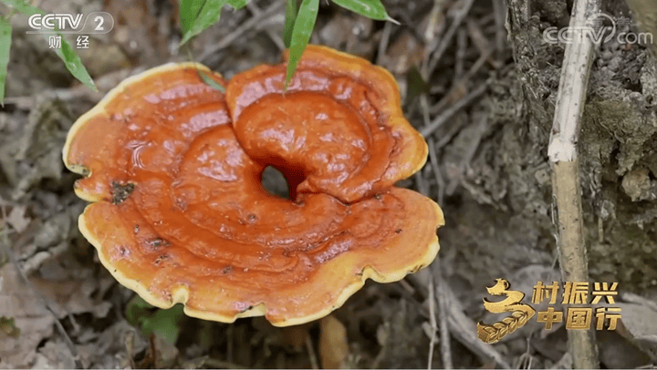 芝神堂科普药食补益五脏的仙草——灵芝