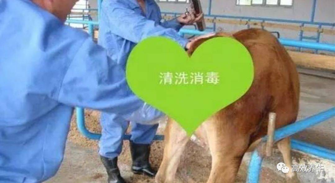 牛胎衣不下，简单疗法！