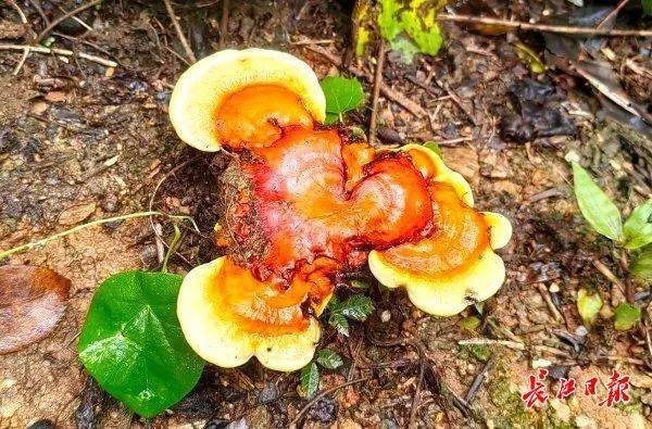 湖北武汉周边山地长出大量灵芝，官方提醒请勿随意入口