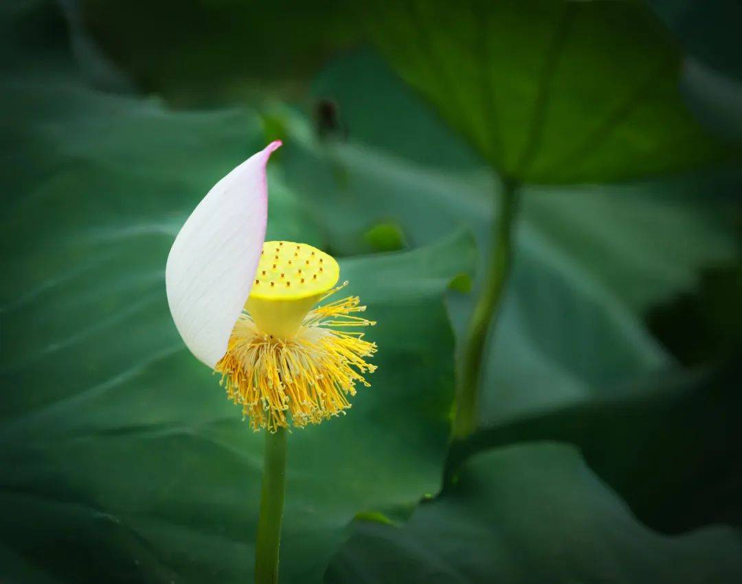 今日夏至：三忌、三宜、三避，过好盛夏15天