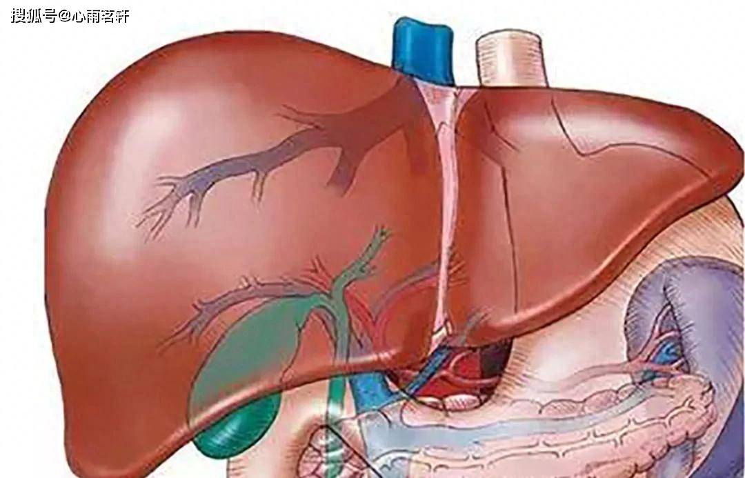原创            肝癌治疗的三个原则：早期手术治疗，中期综合治疗，晚期保肝为主