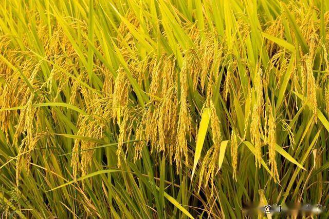 芒种快到了，记得吃“2豆3瓜”，忌吃1样，应季而食，平安度夏