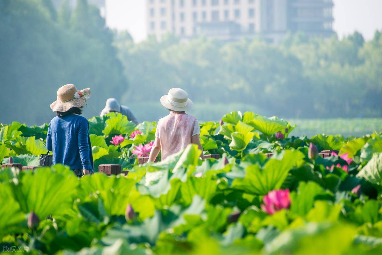 原创            小暑将至！老传统“吃4白、忌1味”！清心火解暑热，三伏更舒服