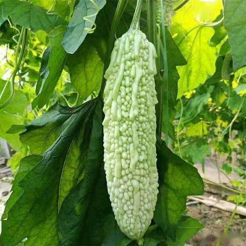 原创            夏天苦瓜赛人参！进入伏天常吃苦瓜，清热解毒，安稳度夏