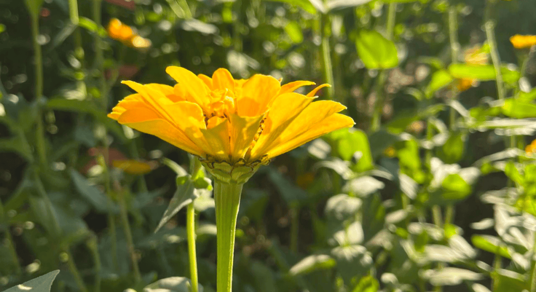 癌细胞开始扩散时，癌症患者会出现3种情况，一定要尽早干预！