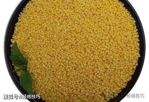 原创            夏日湿气重，莲藕与小米，谁更懂你的脾胃？