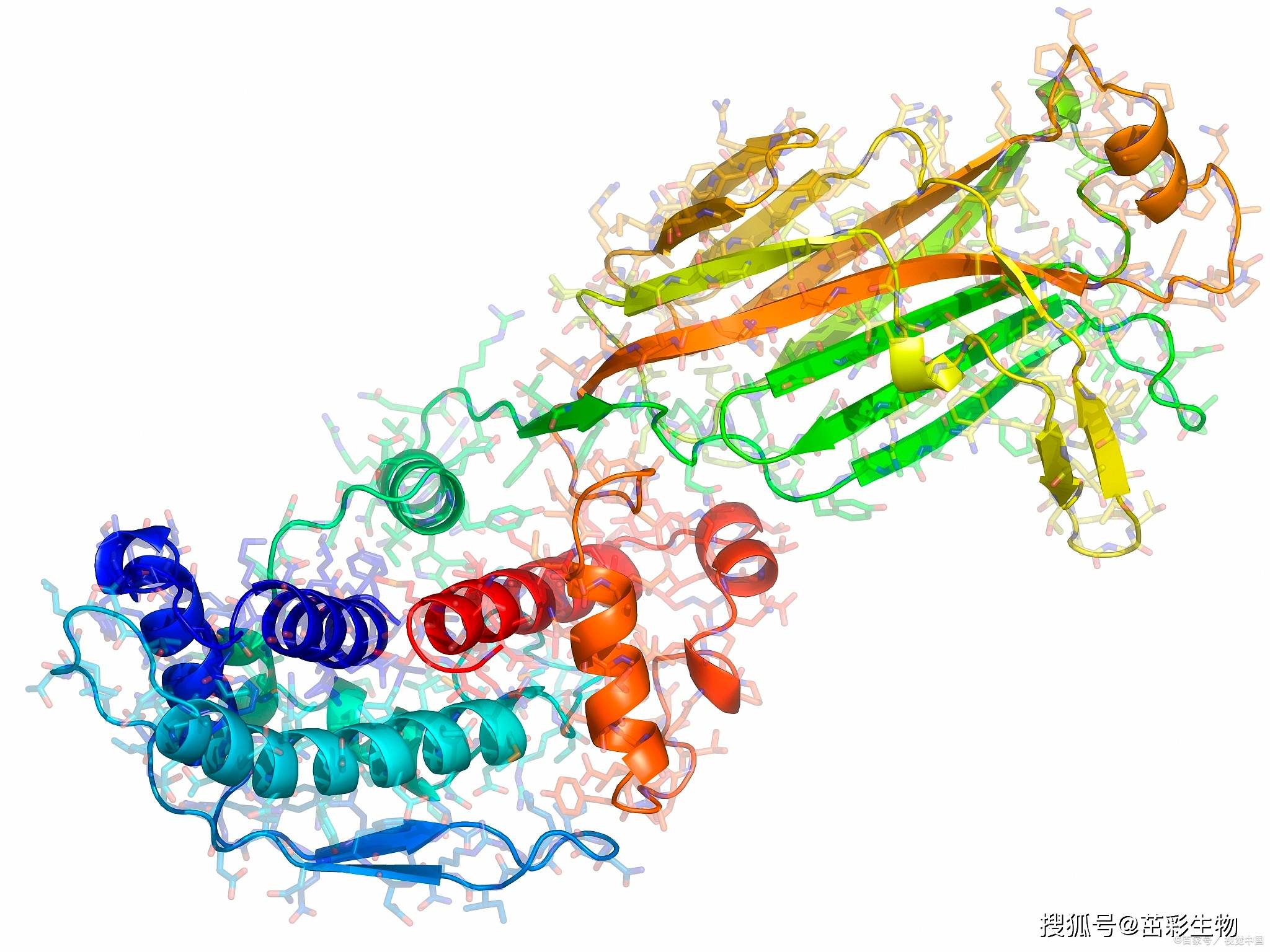 胆固醇酯转移蛋白（CETP）｜ELISA指标