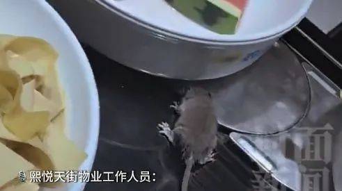 老鼠上桌吃自助？北京一火锅店上演惊人一幕