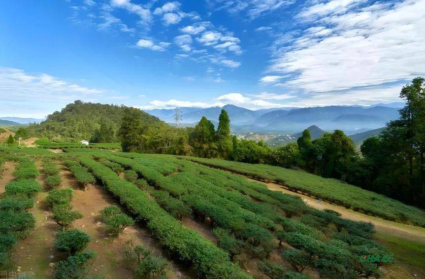 中国台湾茶叶品种全解析