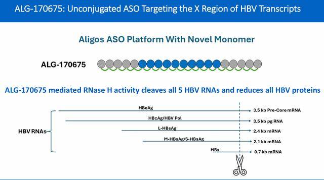 EASL2025：ALGS联手特宝生物研究靶向HBV的下一代反义寡核苷酸（ASO）