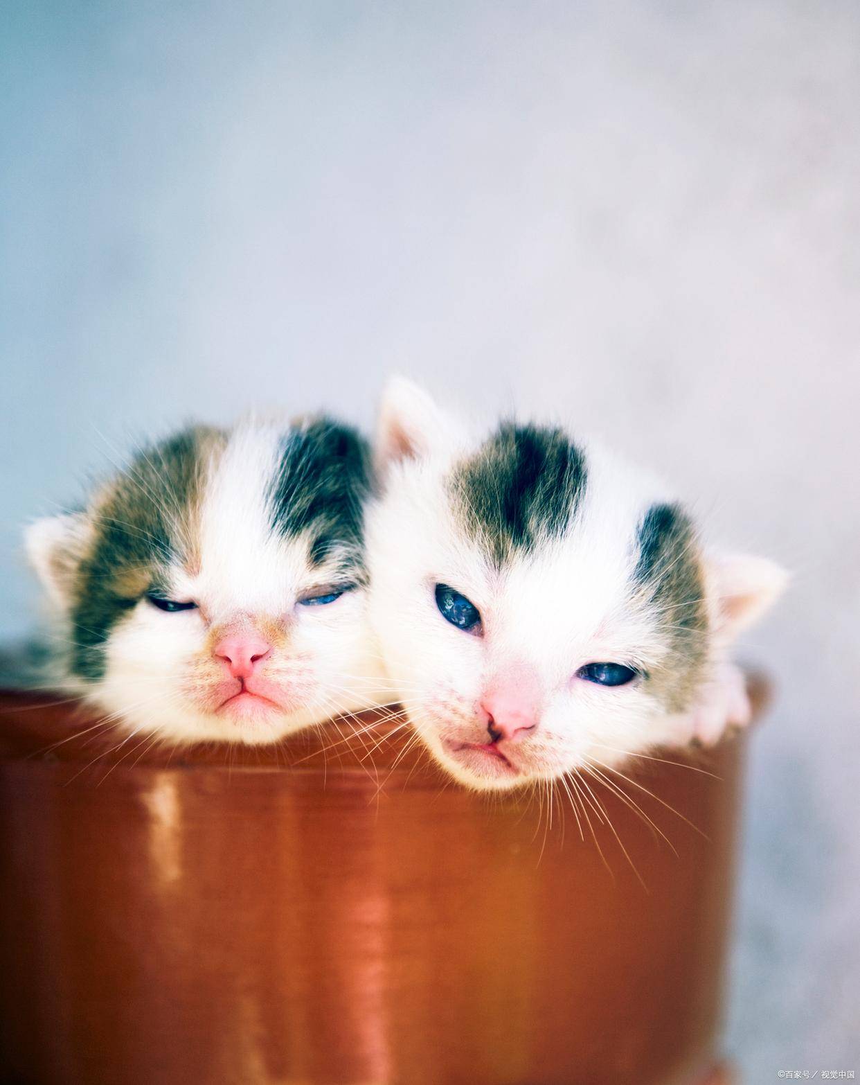 背锅侠三大星座，老实人总被甩锅！