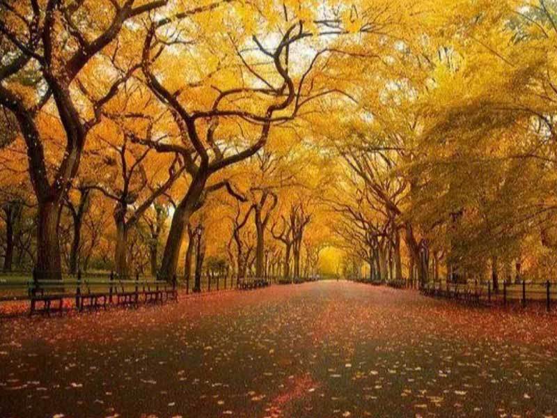 手机快充协议兼容：PDQCSCP在不同手机上的表现