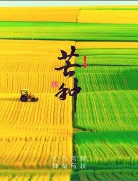 芒种养生说百合：从本草经方到家庭食养