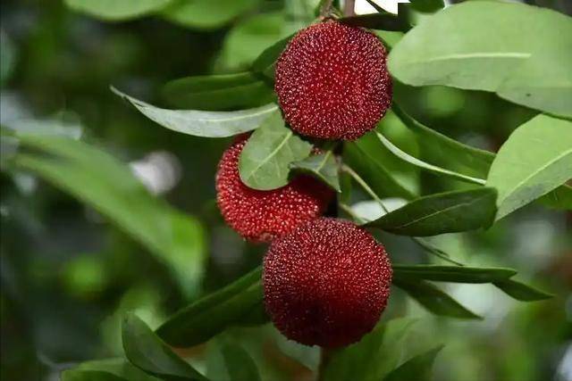 杨梅是肠息肉“克星”？肛肠科医生：有肠息肉，这3种可多吃