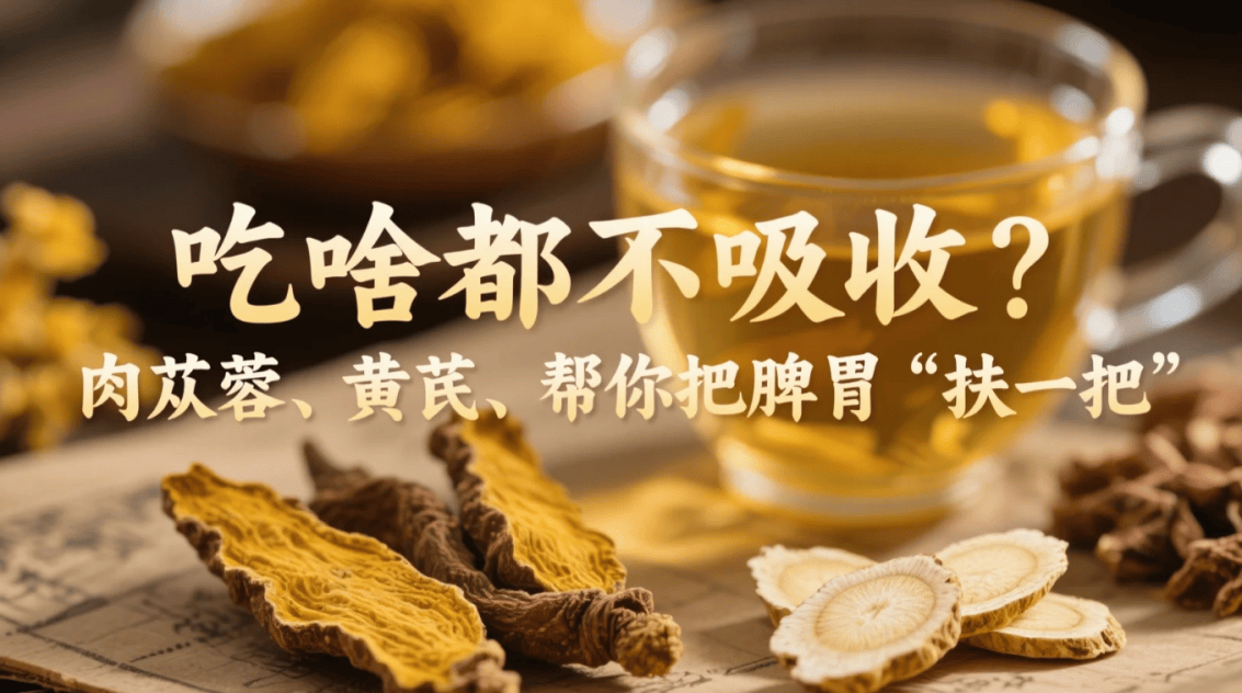 吃啥都不吸收？肉苁蓉+黄芪帮你把脾胃“扶一把”
