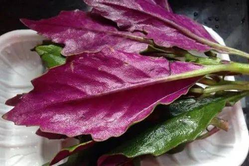 吃紫贝菜对身体的好处