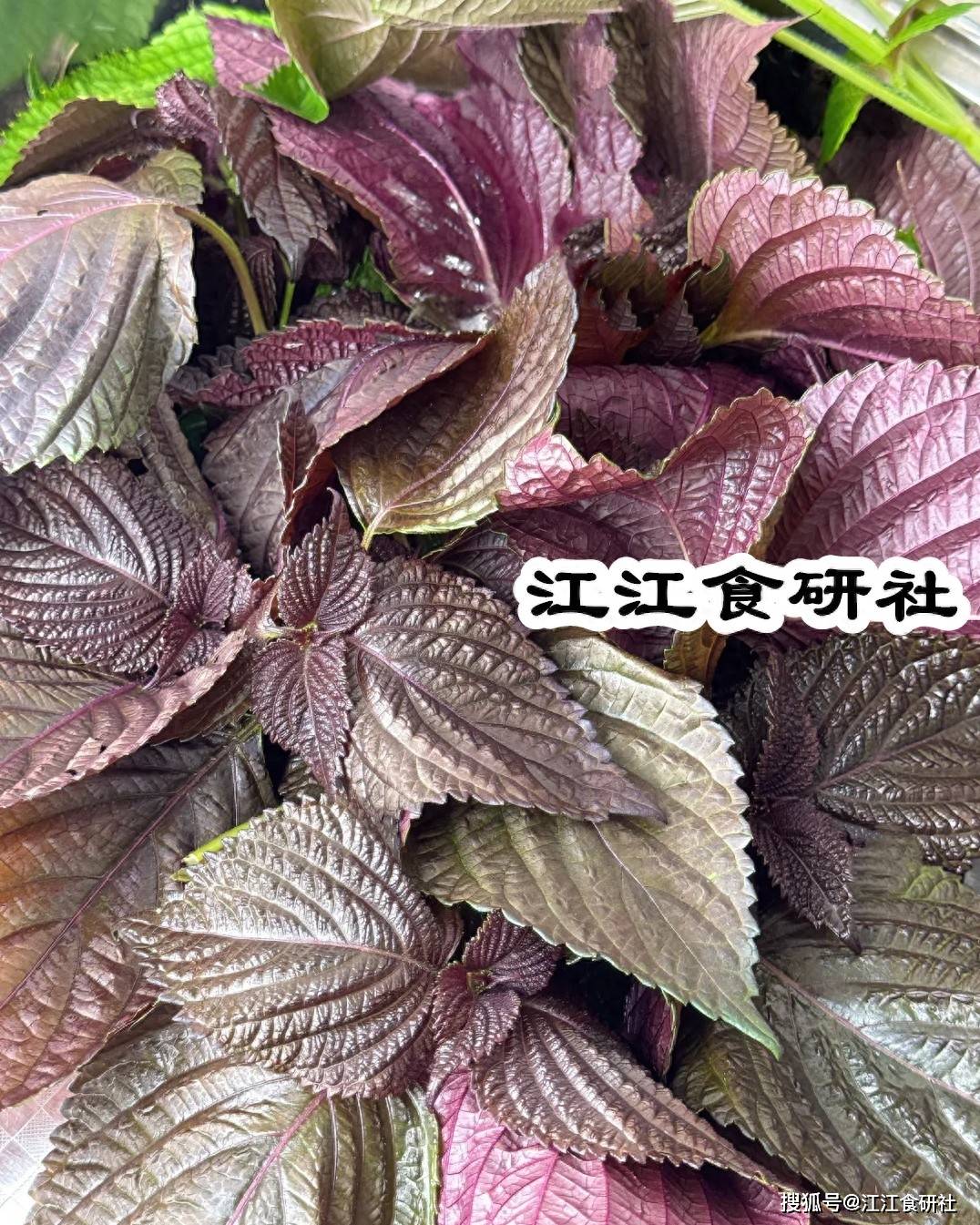 原创            六月紫苏赛人参！三天一顿这么吃，腿脚轻快干活特带劲