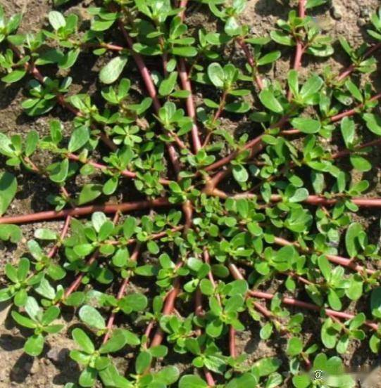 一祛湿，二护肝，三防便秘，农村遍地是，可惜很多人当草