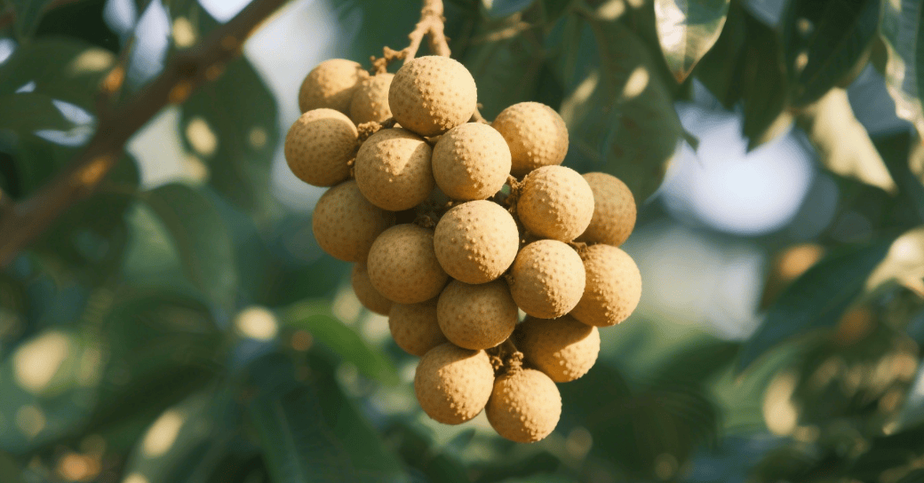 它被誉为“水果中的黄芪”，对大脑和免疫都有益，用脑多的人可常吃！