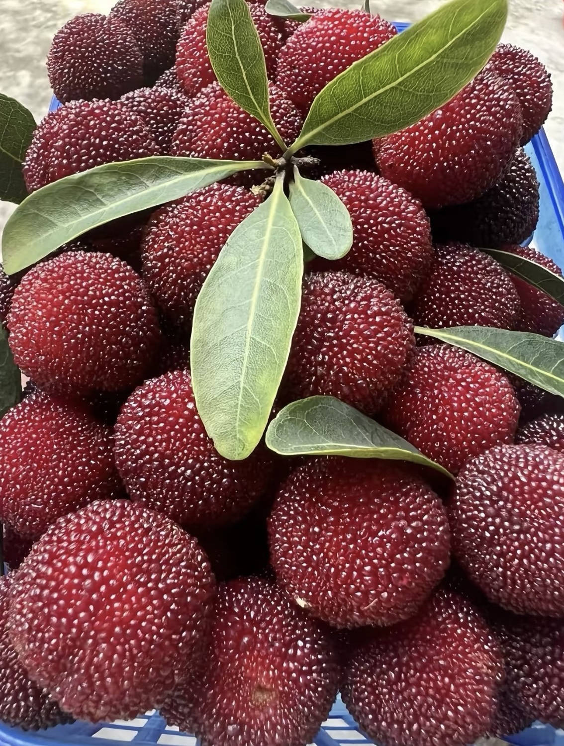 杨梅季开吃指南！这五类人再馋也要管住嘴