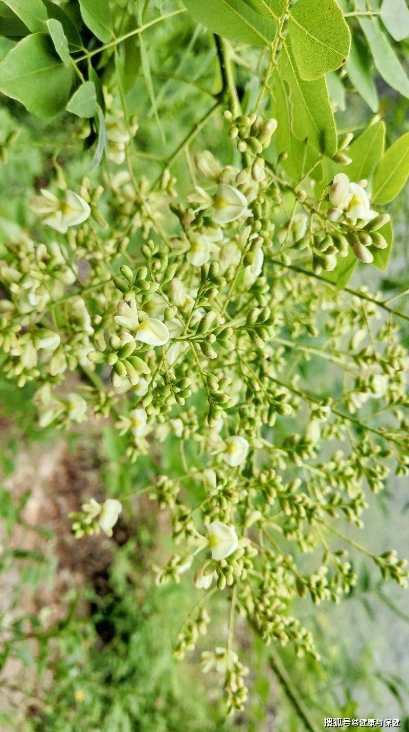 原创            女人滋补养生汤——外用保健金花槐米汤（2）