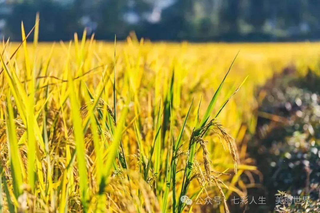 芒种养生 | 吃好三样，喝好三样，做好三样