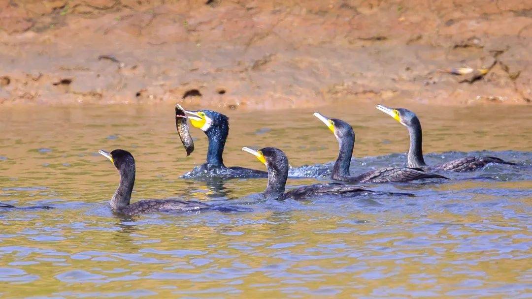 市民欲买10只鸬鹚在长江捕鱼致富，水务局：它是禁用渔具，在禁渔区使用最高可判三年
