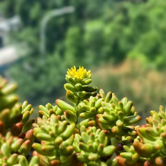 芒种养生 | 与天地同频的祛湿智慧