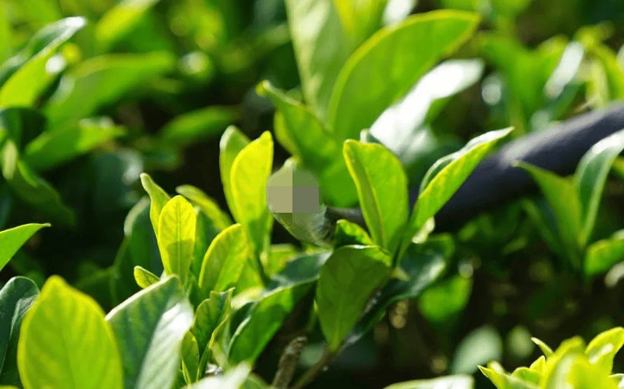 广东一初中生在小区内被毒蛇咬伤，袜子都破了2个小洞！哪些医院可打抗蛇毒血清？名单来了→