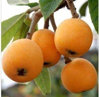 医生建议肺不好者常吃这几种水果