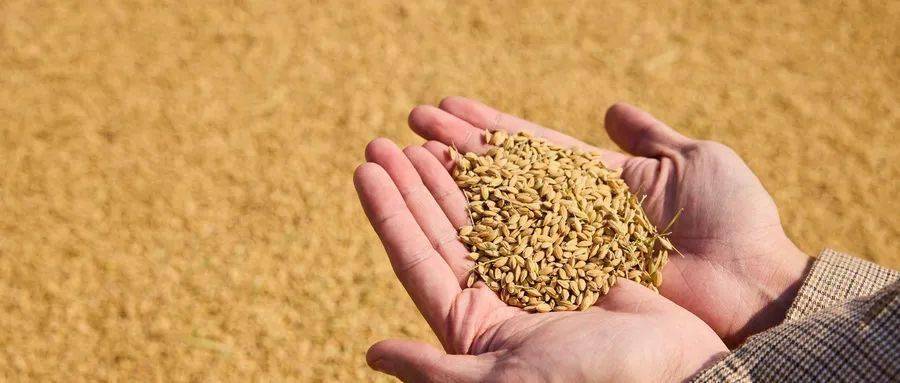 芒种多喝这种粥，美味又养生