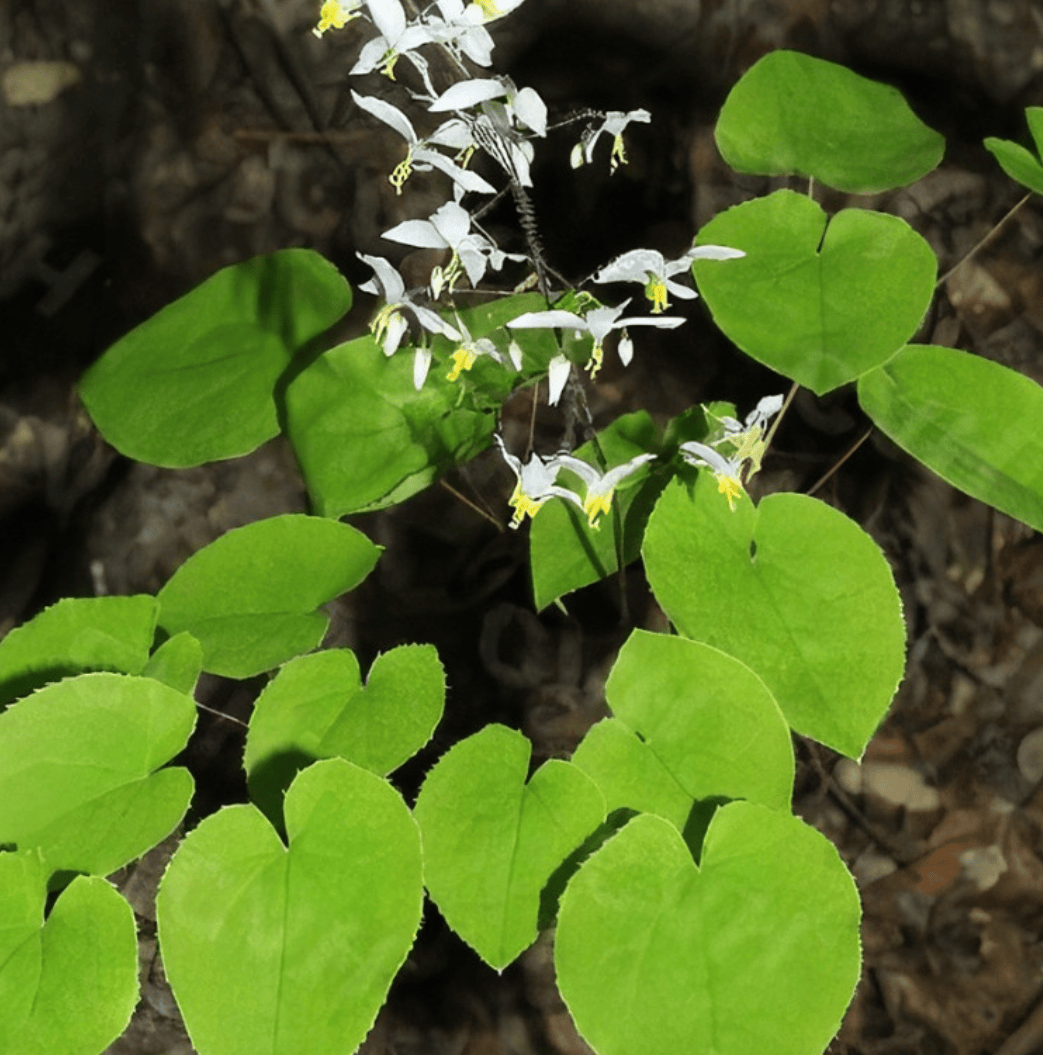 光邦光子治疗仪：中年男性夏季养生指南，教你如何做好保养！