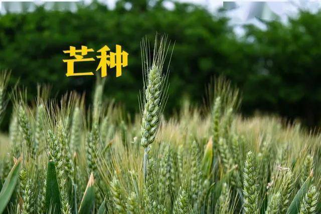 6月5日芒种养生指南：“吃3样，做1事”，平安度夏