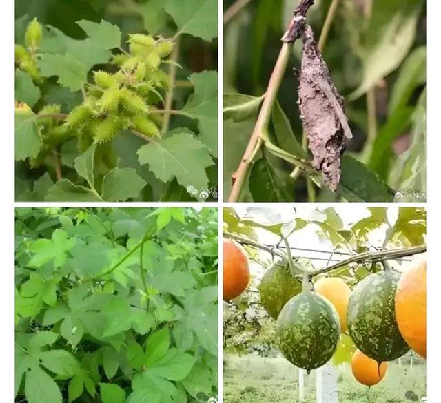 原创            偏方治大病——我用过的偏方