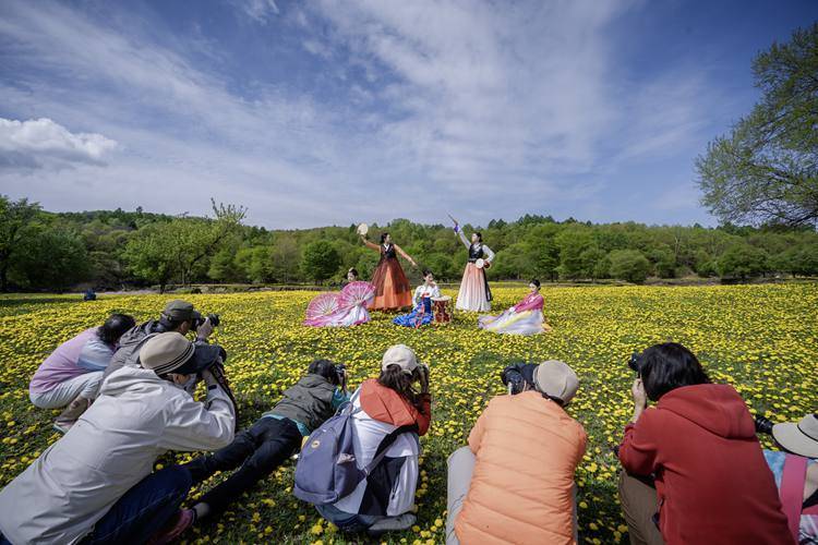 安图：“他们”把艺术写进了蒲公英花海里
