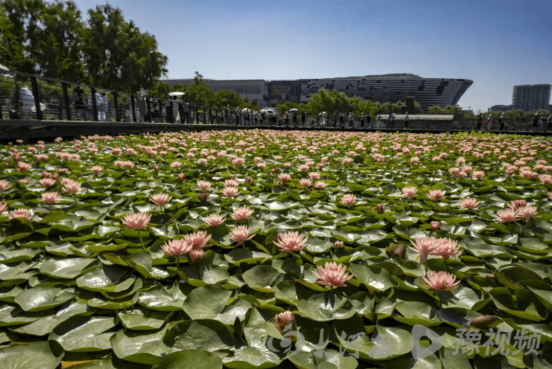 龙湖美成夏日限定油画