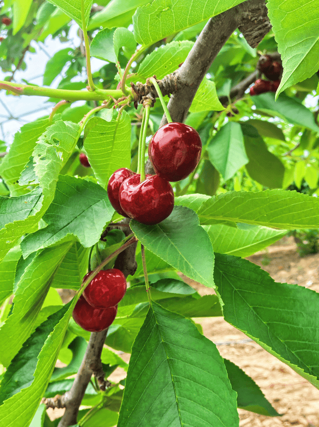 江油高山车厘子采摘记：玛瑙般的甜蜜诱惑