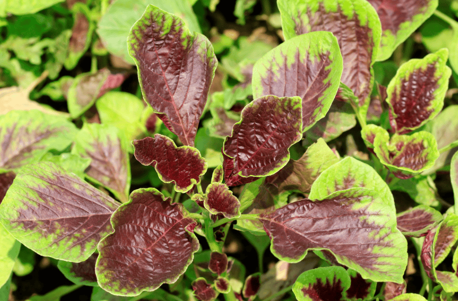 养生：吃苋菜的好处