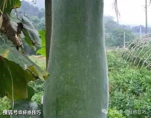 原创            湿热天气口干舌燥，冬瓜茶来解渴祛湿