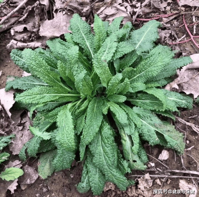 原创            天然之珍食药同源——癞宝草