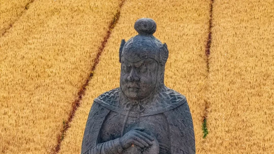 “宋陵麦收”火了！揭秘千年石刻与麦田如何共生