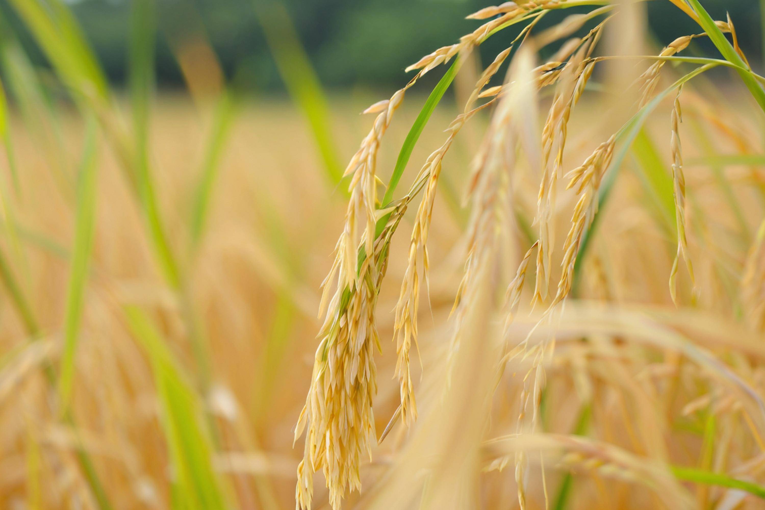 芒种养生 与自然同频