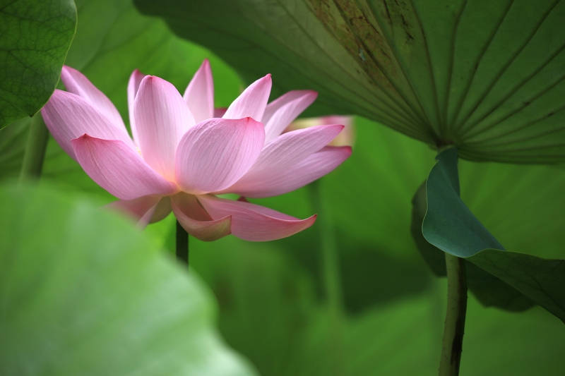 夏至 | 吃点“淡”的，除湿热